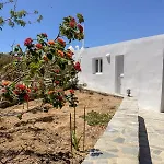 Oxalis Mykonos