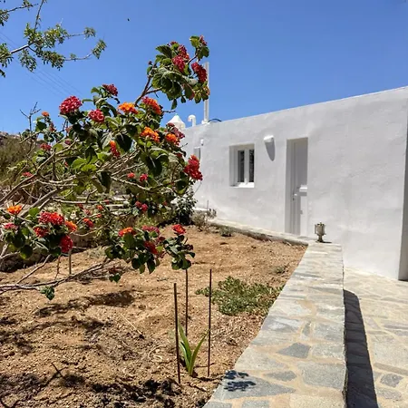 Oxalis Mykonos